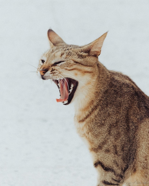 Photo close-up of cat yawning