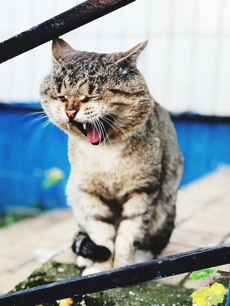 Close-up of cat yawning