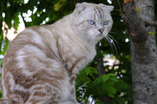 Photo close-up of a cat