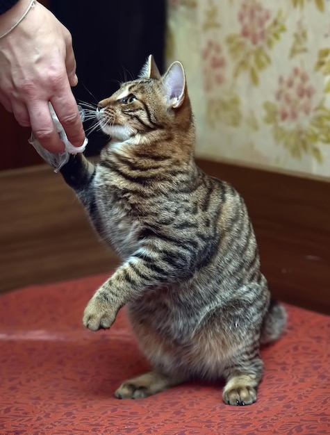 Foto prossimo piano del gatto