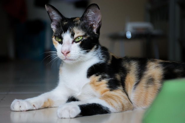 Close-up of cat