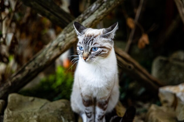 猫のクローズアップ