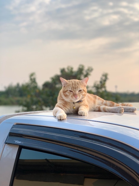 Photo close-up of a cat