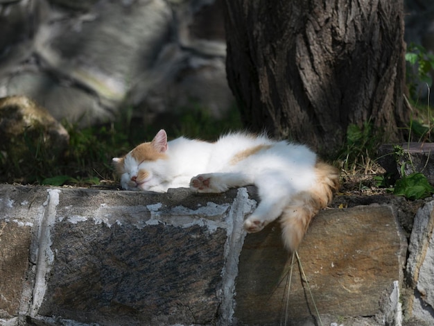 猫のクローズアップ