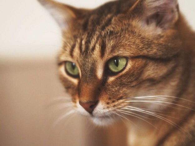 Photo close-up of cat