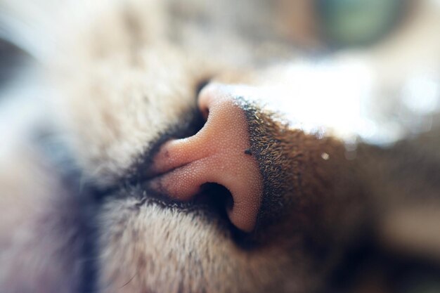 Photo close-up of cat