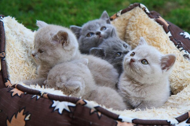 Photo close-up of a cat