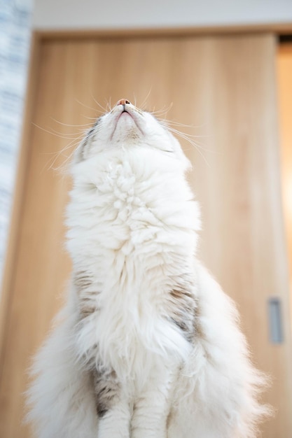 Photo close-up of a cat