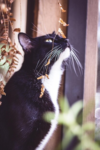 Photo close-up of a cat