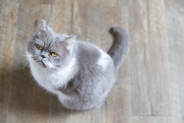 猫のクローズアップ