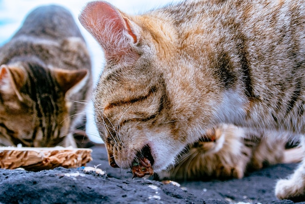 Foto prossimo piano di un gatto