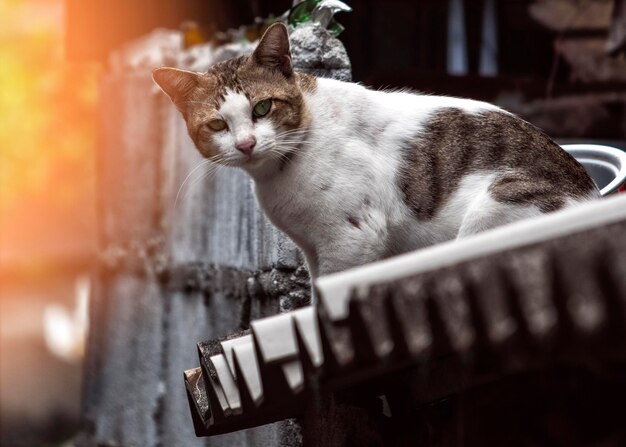 Close-up of a cat