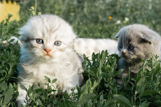 Photo close-up of cat