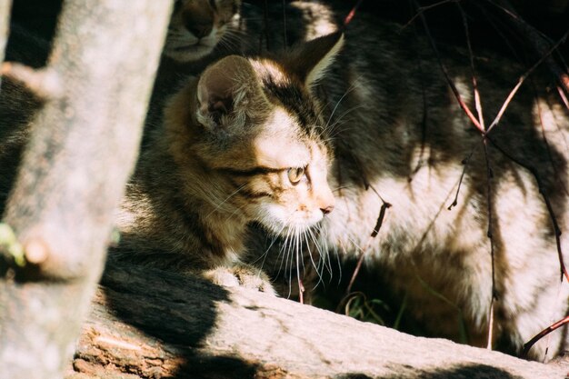 Close-up of a cat