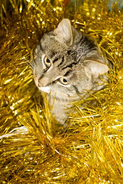 Photo close-up of a cat