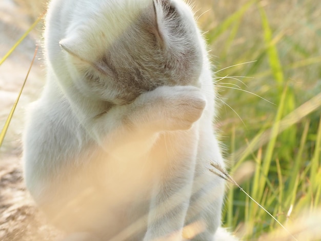 Foto prossimo piano di un gatto