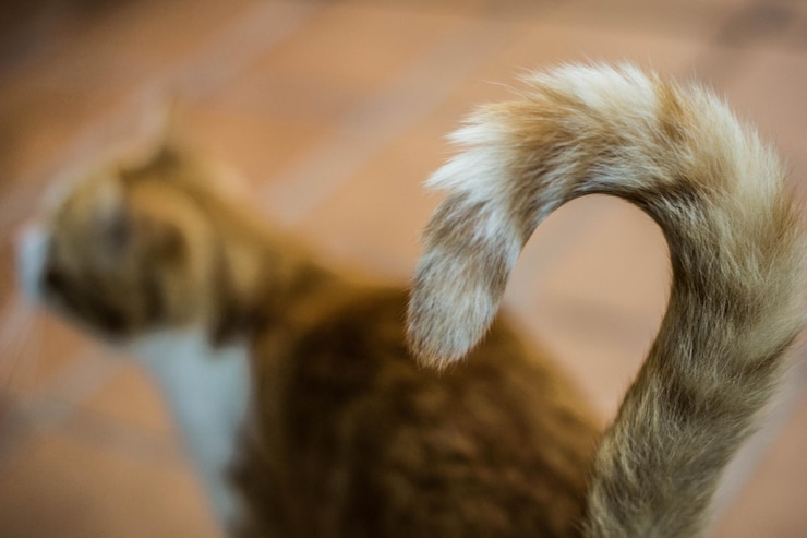 Photo close-up of a cat