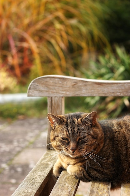 Photo close-up of a cat