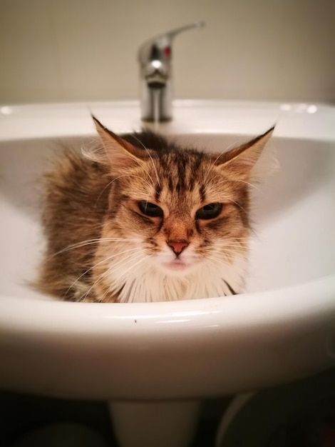 猫のクローズアップ