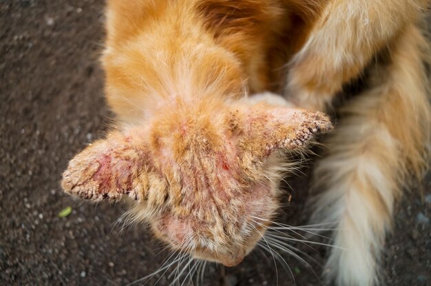 Photo close-up of cat