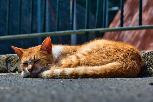 Close-up of cat