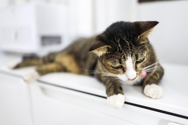 Foto prossimo piano di un gatto