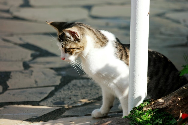 Photo close-up of cat