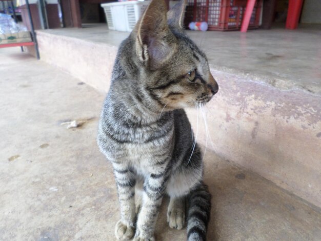 Foto prossimo piano del gatto