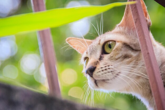 Close-up of a cat