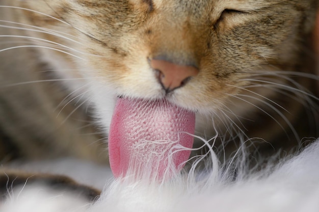 Photo close-up of cat