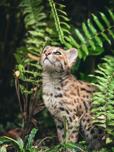 Foto prossimo piano del gatto