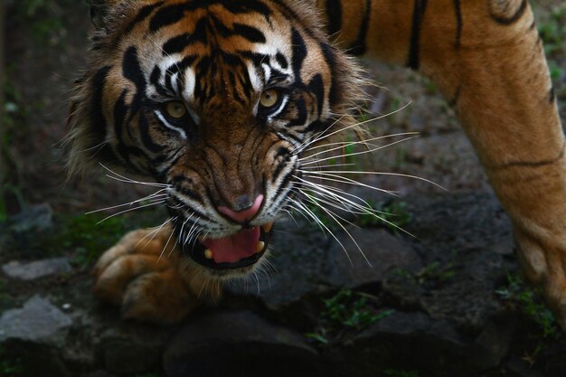 Photo close-up of a cat