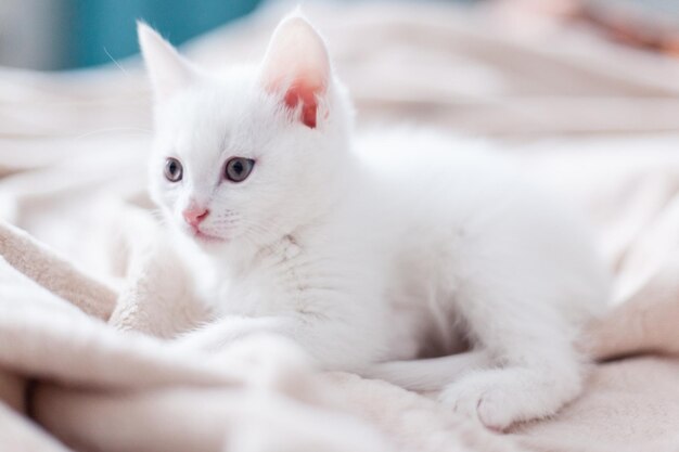 Photo close-up of cat