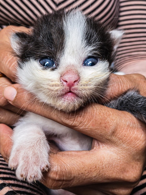 Foto prossimo piano del gatto