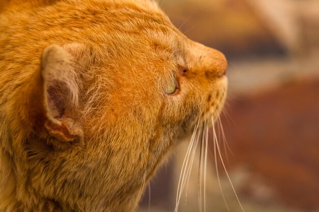 Close-up of a cat