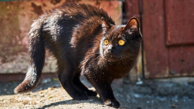 Foto prossimo piano del gatto