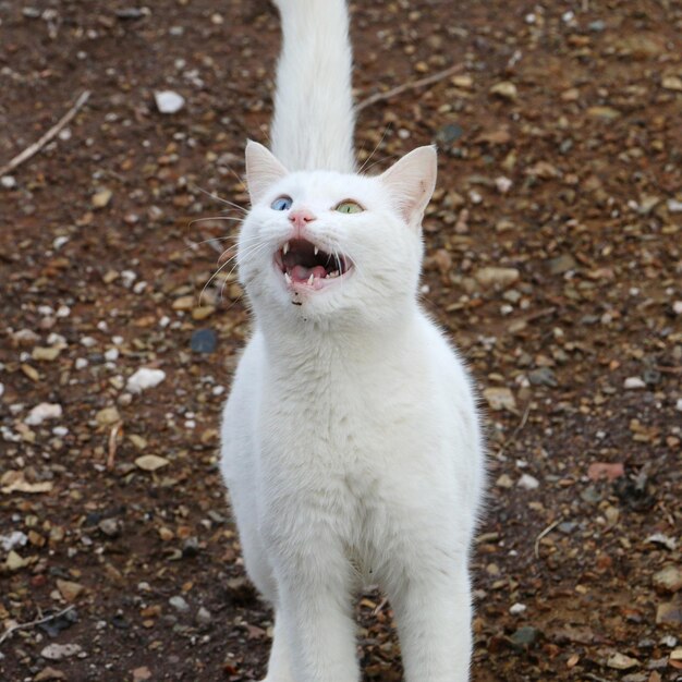 Foto prossimo piano del gatto