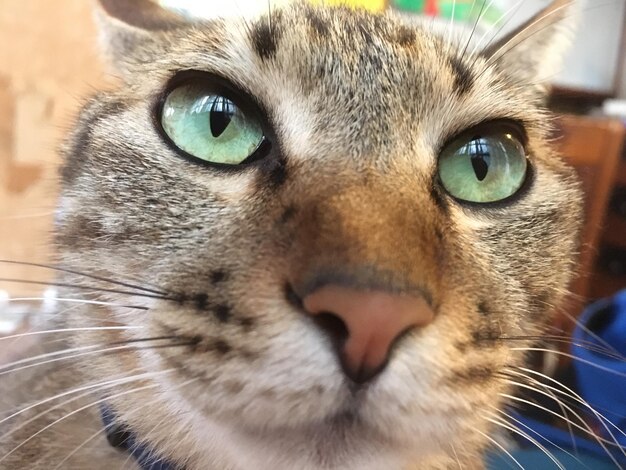 Photo close-up of cat