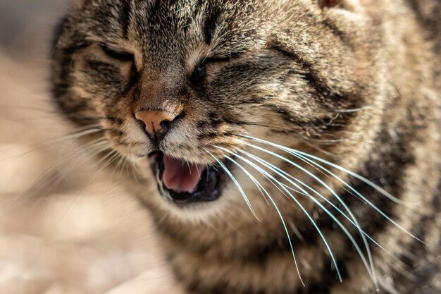 Foto prossimo piano di un gatto