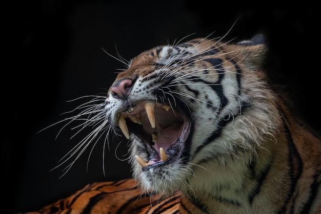 Foto prossimo piano di un gatto