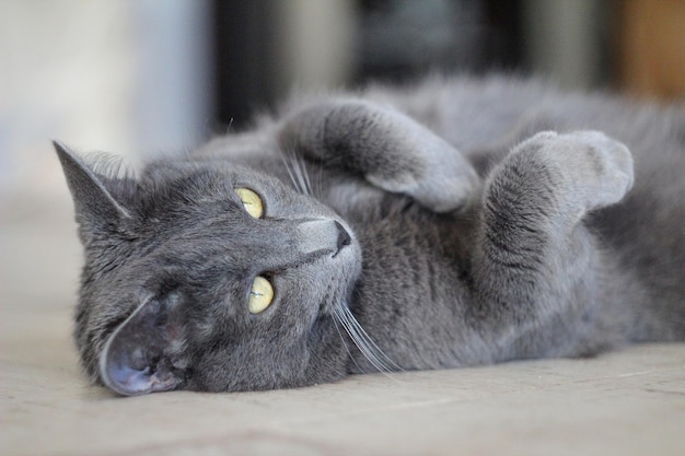 猫のクローズアップ