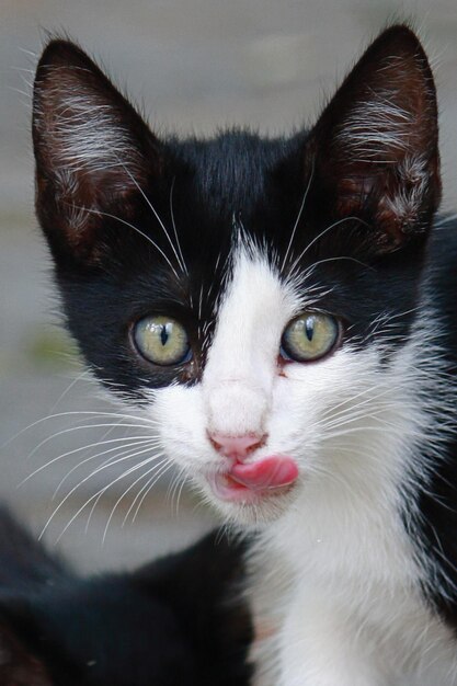 Foto prossimo piano del gatto