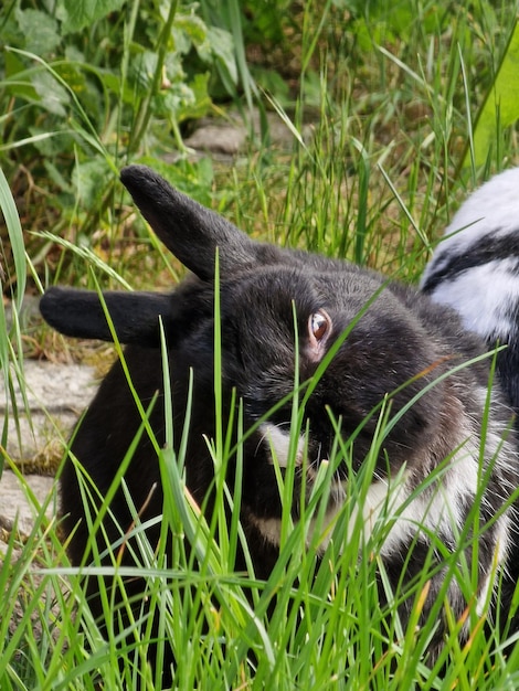 Close-up of a cat