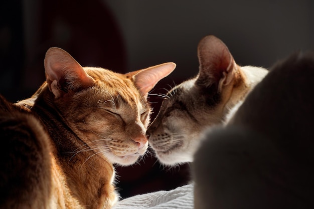 close-up of cat