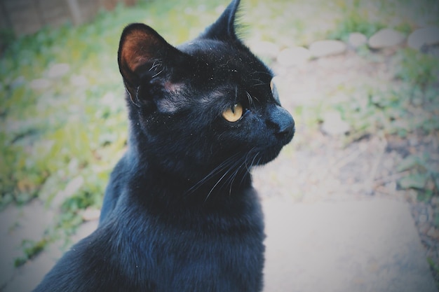 Photo close-up of cat