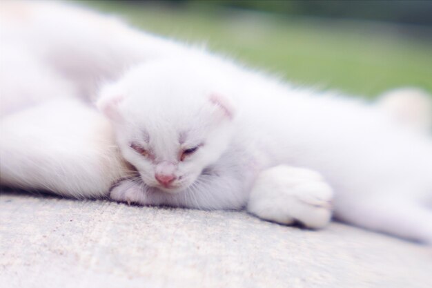 61 Fluffy Cat Icon Stock Photos, High-Res Pictures, and Images