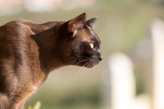 Photo close-up of cat