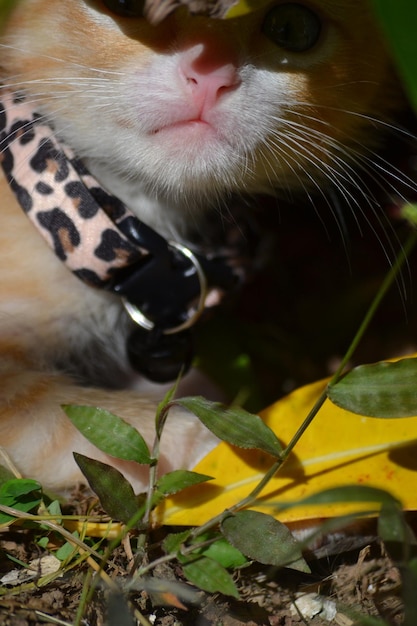 Foto prossimo piano del gatto