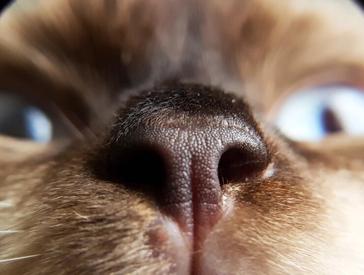 Photo close-up of cat