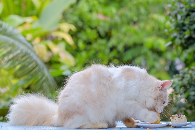 Close-up of a cat